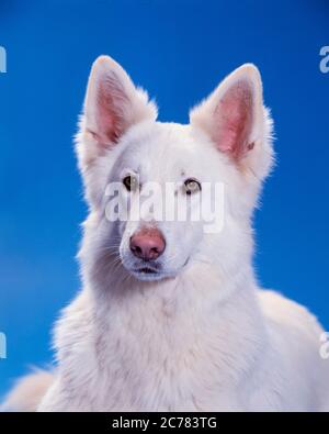 Berger Blanc Suisse, White Swiss Shepherd Dog. Portrait of adult, seen against a blue background. Germany Stock Photo
