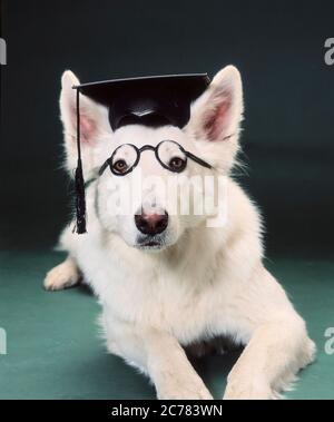 Berger Blanc Suisse, White Swiss Shepherd Dog. An adult dog with a mortarboard and glasses lying in front of a green background. Germany Stock Photo