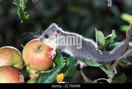 Edible Dormouse (Glis glis) eating an apple. Germany