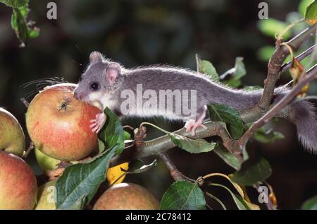 Edible Dormouse (Glis glis) eating an apple. Germany