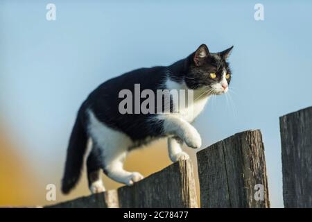 Domestic cat. A black and white adult cat balances on a wooden fence. Germany Stock Photo