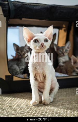 Devon Rex. Kitten sitting in front of pet carrier. Germany Stock Photo