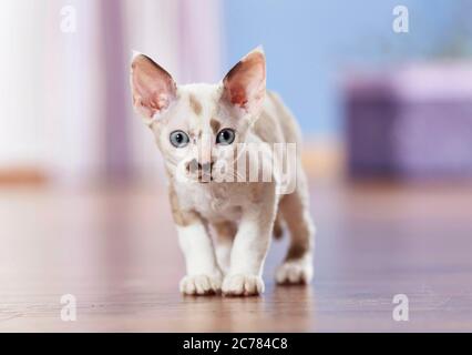 Devon Rex. Kitten standing on parquet. Germany Stock Photo