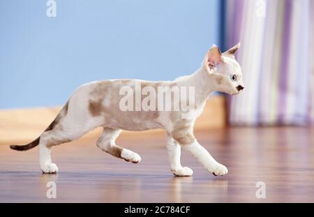 Devon Rex. Kitten walking on parquet. Germany Stock Photo