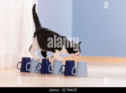 Domestic cat. A black and white kitten balances over cups. Germany Stock Photo
