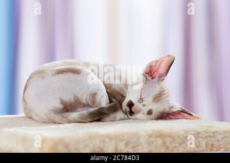 Devon Rex. Kitten sleeping on a scratching post. Germany Stock Photo