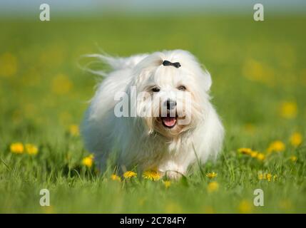 Havanese. Adult dog running on a meadow. Germany Stock Photo