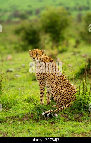 Cheetah sits in grass among leafy bushes Stock Photo