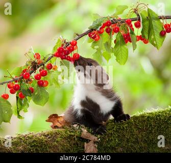 Beech Marten (Martes foina), juvenile eating cherries. Germany Stock Photo