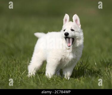 Berger Blanc Suisse, White Swiss Shepherd Dog. Puppy standing in grass, yawning. Germany Stock Photo