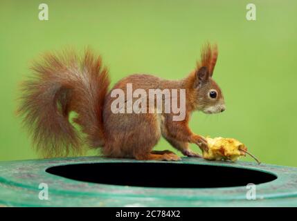 European Red Squirrel (Sciurus vulgaris) sits on a trash can and holds an apple in its paws. Germany Stock Photo
