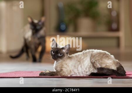 Devon Rex. Adult cat lying on a rug Stock Photo