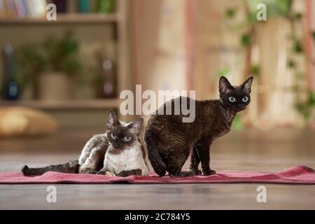 Devon Rex. Two adult cats on a rug. germany Stock Photo