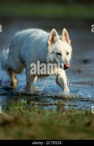 Berger Blanc Suisse, White Swiss Shepherd Dog. Adult dog walking in water. Germany Stock Photo