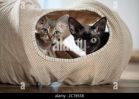 Devon Rex. Two kittens in a toy tunnel. Germany Stock Photo