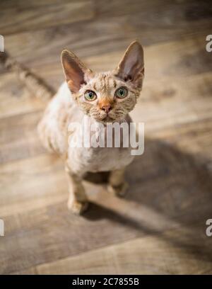 Devon Rex. Adult cat sitting on parquet while looking up Germany Stock Photo