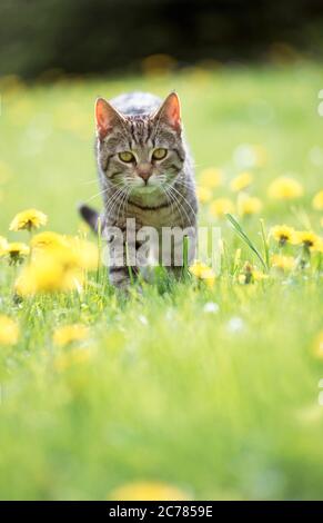 Tabby domestic cat walking in a meadow with flowering dandelion. Germany.. Stock Photo