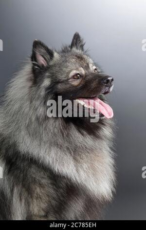 Keeshond. Portrait of adult dog. Studio picture against a gray background Stock Photo