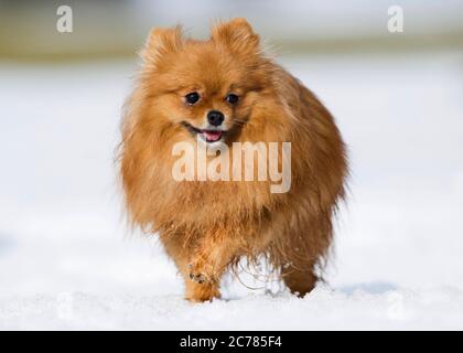 Pomeranian. Adult dog walking in snow. Germany Stock Photo