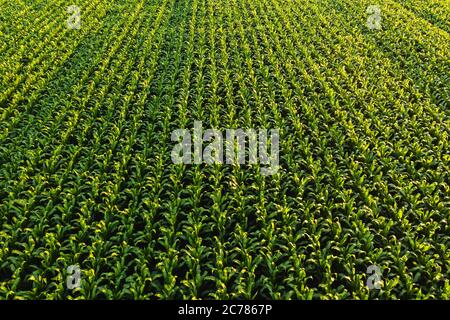 Low altitude aerial photo of rows of maize plant. Stock Photo