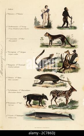 Orders of Mammals. Man, Homo sapiens, endangered chimpanzee, Pan troglodytes, cheetah, Acinonyx jubatus, Indian palm squirrel, Funambulus palmarum, gray four-eyed opossum, Philander opossum, six-banded armadillo, Euphractus sexcinctus, warthog, Phacochoerus africanus, chital deer, Axis axis, Sowerby's beaked whale, Mesoplodon bidens. Homme, Orang, Chat guepard, Sarigue crabier, Ecureuil palmiste, Tatou, encoubert, Phascochoere, haroia, Cerf axis, Baleine a bec. Handcoloured steel engraving printed by F. Chardon from Achille Comte’s Musee d’Histoire Naturelle, Museum of Natural History, Gustave Stock Photo