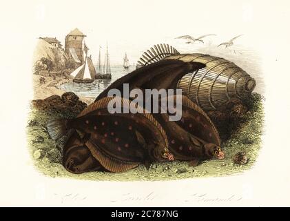 Fish trap engraving hi-res stock photography and images - Alamy