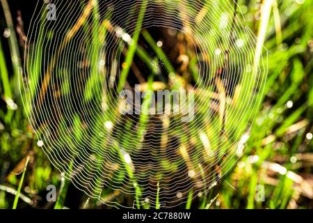 Spider web on a sunrise in the field covered fogs in summer. Stock Photo