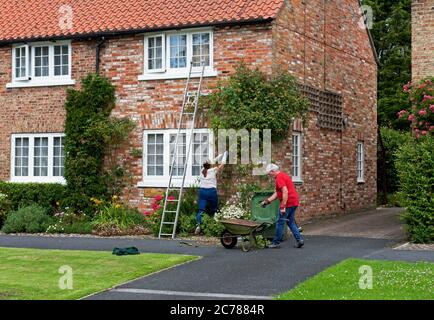 Man and woman trimming creeper on front of house, in the village of Sutton on the Forest, Hambleton, North Yorkshire, England UK Stock Photo