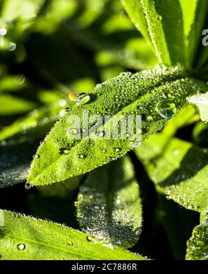 Drops of morning dew on the green leaves of a lupine with reflections of the dawn sun. A closeup. Stock Photo