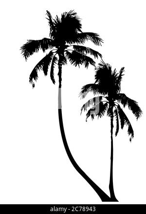 Tropical palm trees, black silhouette and outline contours, vector isolated transparent or white background Stock Vector