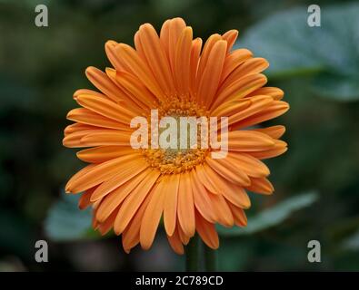 Hardy Gerbera Sweet Honey Stock Photo