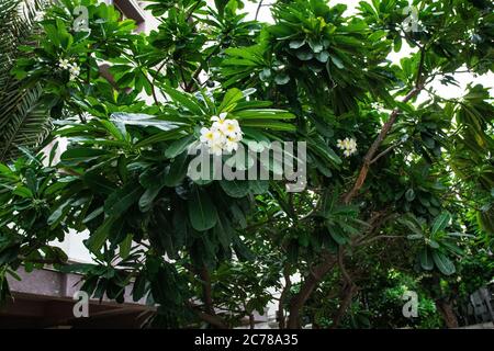 White fragrant flower with green leaves. Frangipani flower is known as Plumeria flower, bouquet on branch tree in the morning. Stock Photo