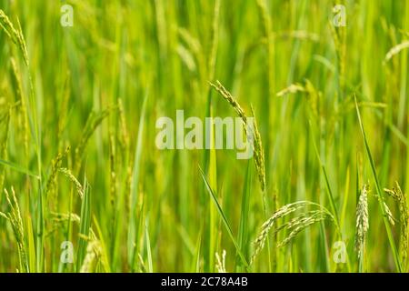 A close-up view of the rice plant being harvested ready to harvest in the fields. Stock Photo