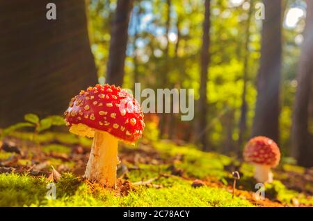 Sunny view of fly agaric mushrooms in a forest during fall Stock Photo