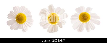 Chamomile flowers  isolated on white background Stock Photo