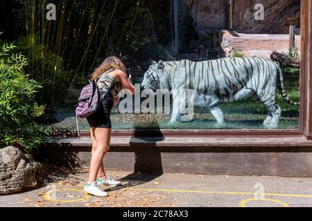 Young woman photographing a white Siberian tiger in a zoo Stock Photo