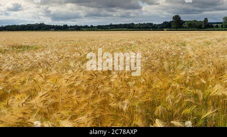 Bearded Barley nearly reaching the point of Harvest I in a field near Thirsk, North Yorkshire,UK Stock Photo