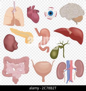 Human body internal parts organs set isolated on the transperant background. Stock Vector