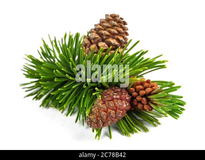 Mugo pine branch with cones  isolated on white background Stock Photo