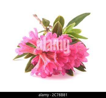 Rhododendron ferrugineum,rusty leaved alpenrose isolated on white background Stock Photo