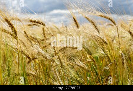 Bearded Barley nearly reaching the point of Harvest I in a field near Thirsk, North Yorkshire,UK Stock Photo