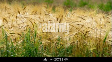 Bearded Barley nearly reaching the point of Harvest I in a field near Thirsk, North Yorkshire,UK Stock Photo