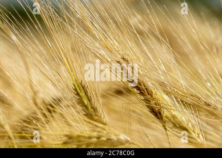 Bearded Barley nearly reaching the point of Harvest I in a field near Thirsk, North Yorkshire,UK Stock Photo