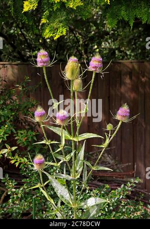 A flowering Teasel, Dipsacus fullonum, growing in the flower border of an English garden. Stock Photo