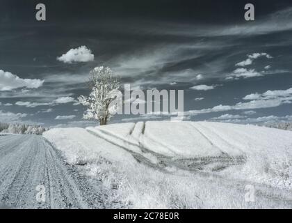 infrared photography. summer landscape with a tree in the middle of the field, infrared photography. beautiful lonely tree in the sky many clouds Stock Photo