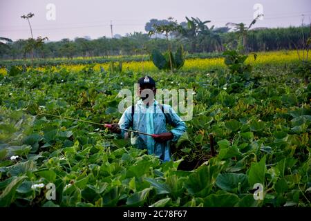 A man wearing mask, cap, glasses and waterproof jacket spraying pesticides on calabash plants Stock Photo