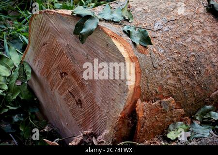 Close up of  the cross section  of a cut tree trunk with barks, selective focusing Stock Photo