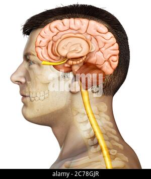 3d rendering medical illustration of brainstem Stock Photo - Alamy