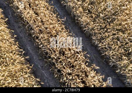 Grabow, Germany. 11th July, 2020. Lane in a cornfield. (aerial photo with drone) Credit: Stephan Schulz/dpa-Zentralbild/ZB/dpa/Alamy Live News Stock Photo