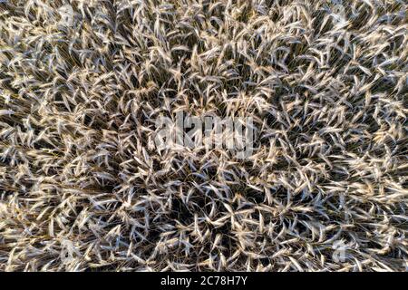 Grabow, Germany. 11th July, 2020. The ears of a cornfield. (Aerial view with drone) Credit: Stephan Schulz/dpa-Zentralbild/ZB/dpa/Alamy Live News Stock Photo